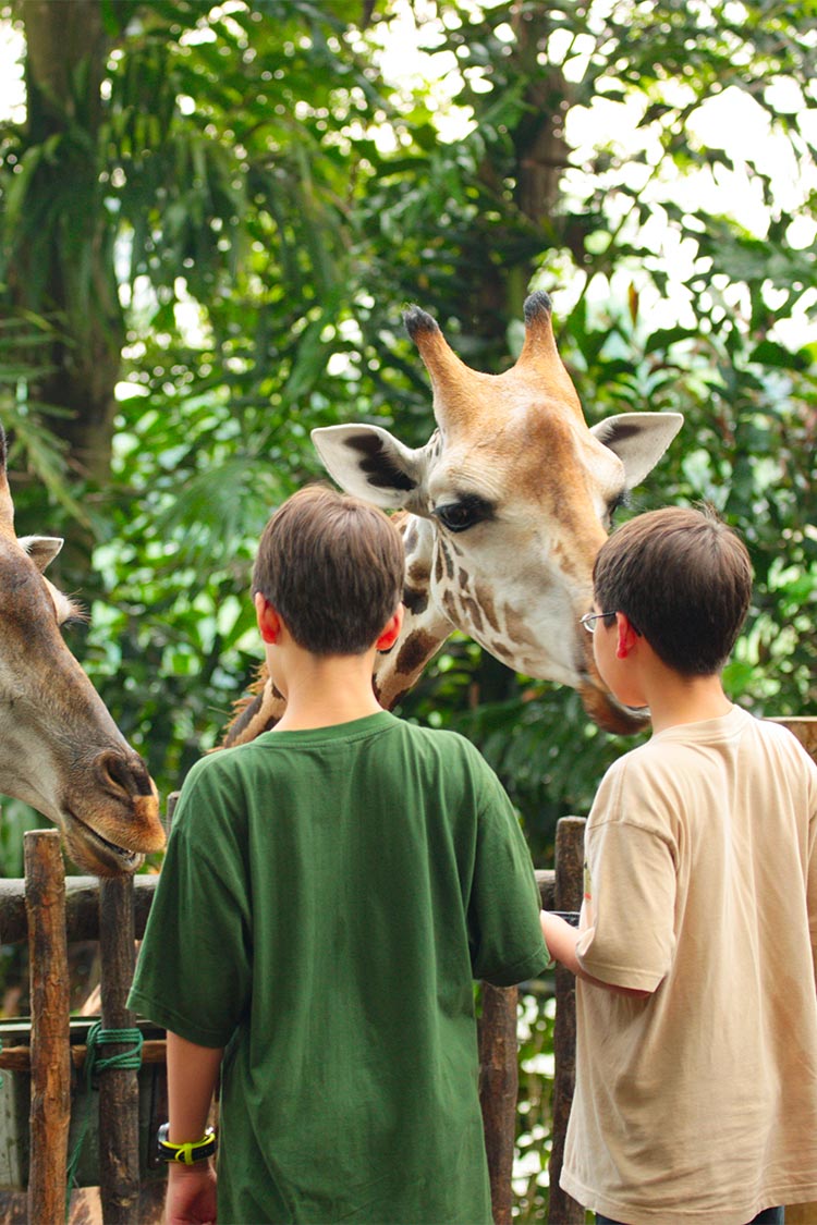 two kids in a zoo looking at the giraffes